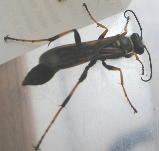 Sceliphron caementarium